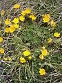 Potentilla crantzii