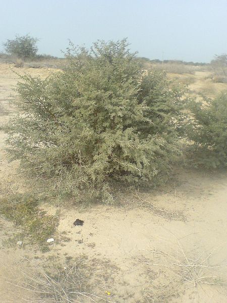 File:Prosopis koelziana 1.JPG