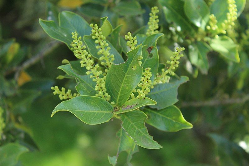 File:Prunus buxifolia.jpg