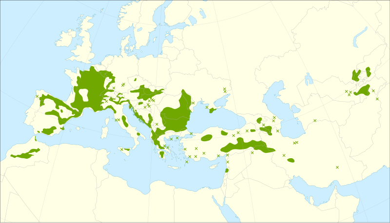 File:Prunus mahaleb range.svg