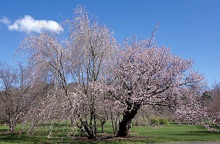 Prunus sargentii, 1928 accession (#794-28*B) Arnold Arboretum of Harvard University