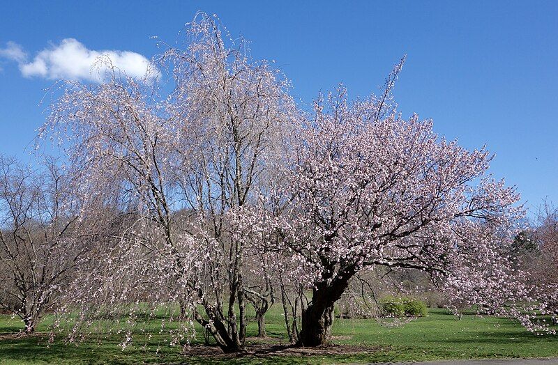 File:Prunus sargentii AA.jpg