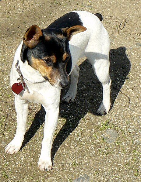 File:Rat Terrier Ruby.jpg