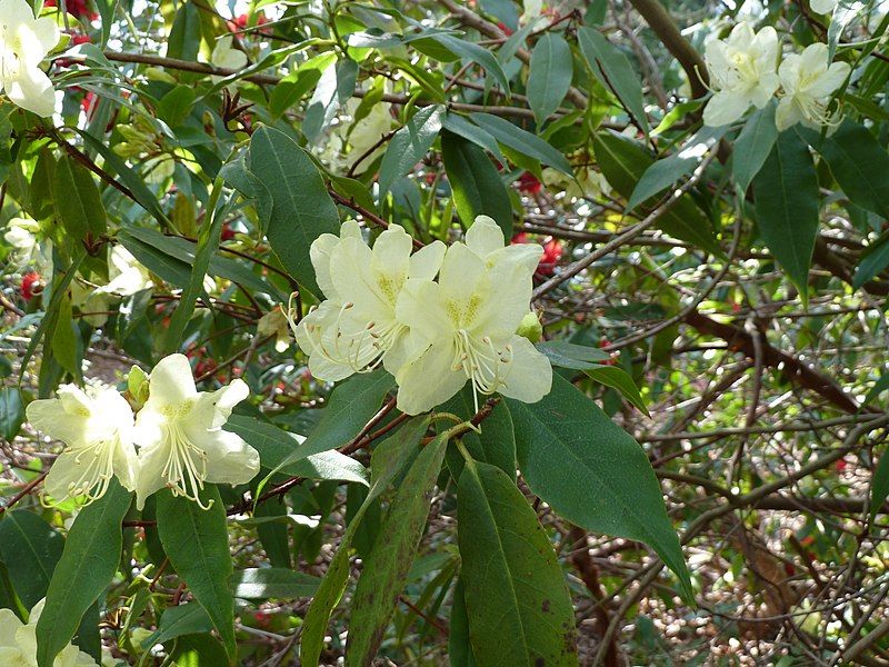 File:Rhododendron lutescens (2).jpg