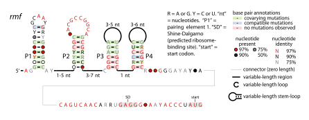 File:Rmf-RNA.svg