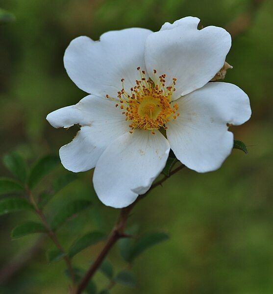 File:Rosa clinophylla2.jpg