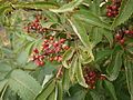 Sambucus racemosa fruits