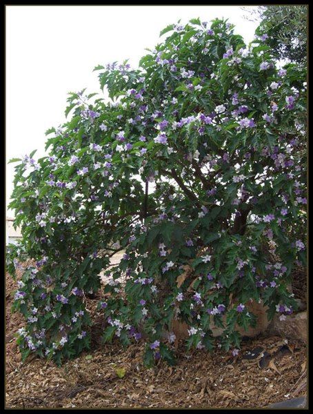 File:Solanum macranthum 3.jpg