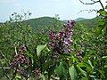 lilac-shrubs in the Sondite site