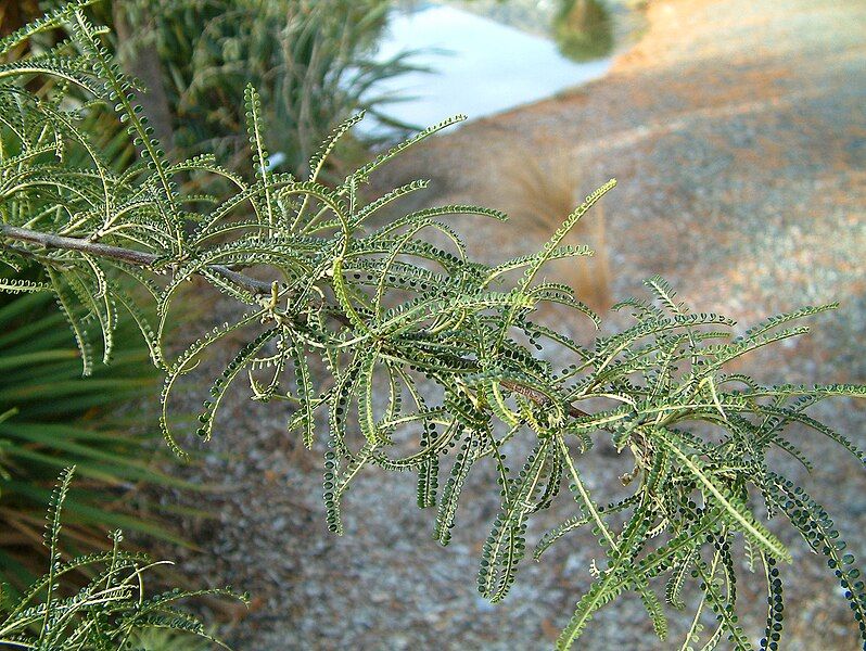 File:Sophora-longicarinata.jpg