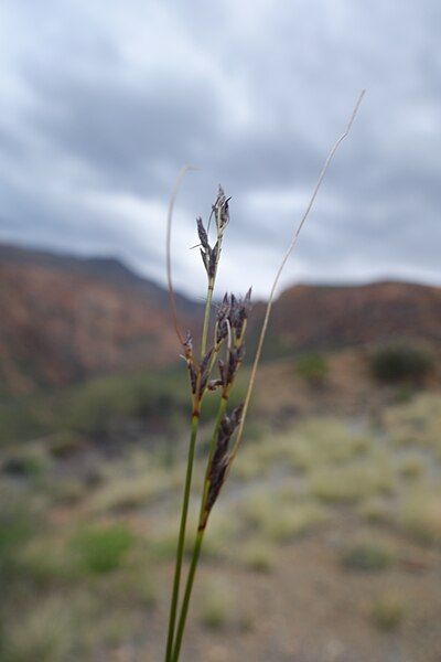 File:Ssubmarginalis-inflorescence-4.jpg