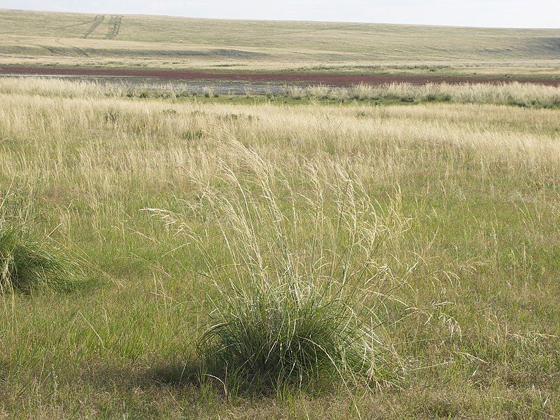 File:Stipa splendens 112014804.jpg