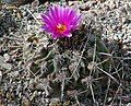 Thelocactus rinconensis