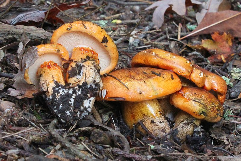 File:Tricholoma aurantium 274780.jpg