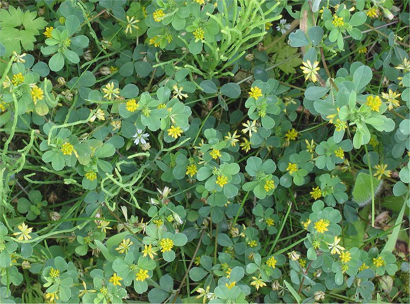 File:Trifolium dubium.jpg