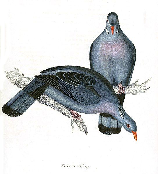 File:Trocaz Pigeon.jpg