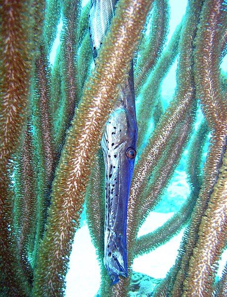 File:Trumpetfish.jpg