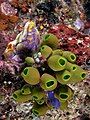 Several species of tunicates in Komodo National Park. Atriolum robustum (green) with Polycarpa aurata (purple and yellow), and Rhopalaea spp. (blue)