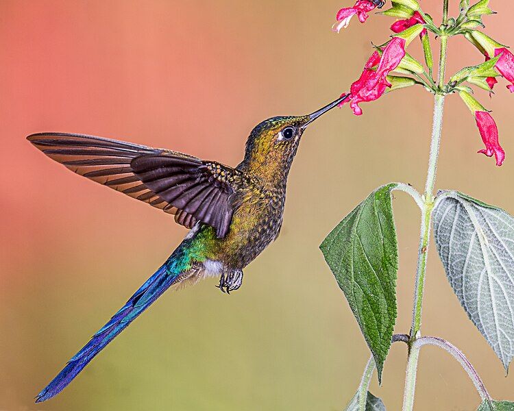 File:Violet-tailed Sylph (21962559925).jpg