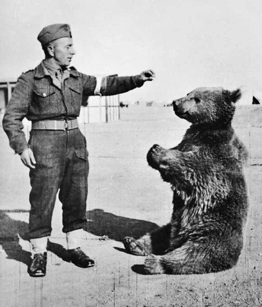 File:Wojtek the bear.jpg