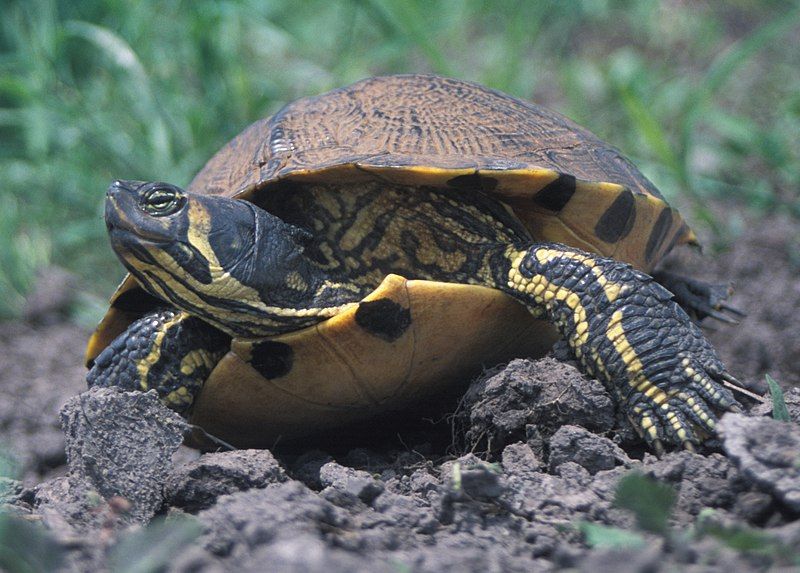 File:Yellow-bellied Slider 2.jpg