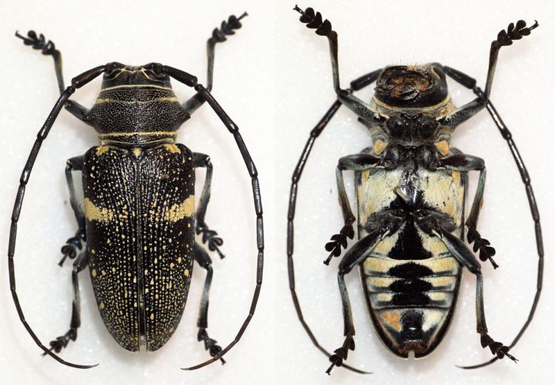 File:Zographus aulicus (10761076433).jpg