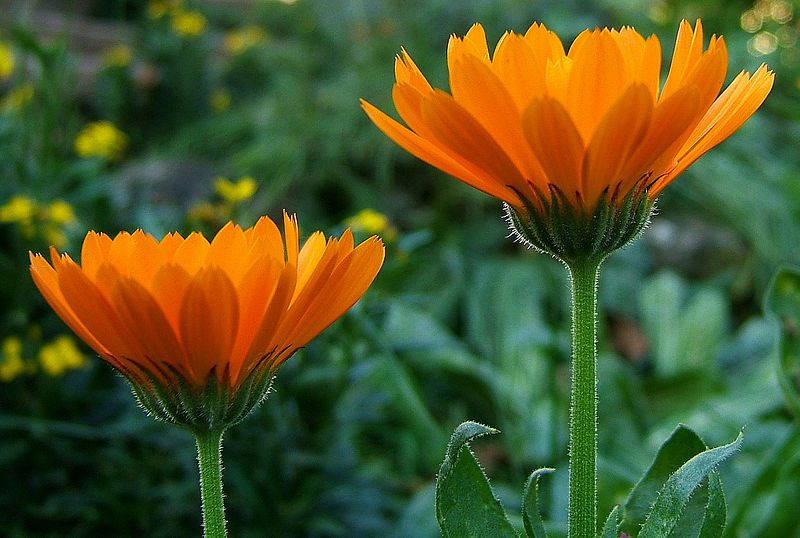 File:2006-10-22Calendula03.jpg