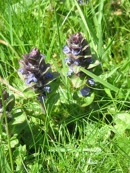 File:Ajuga reptans01.jpg