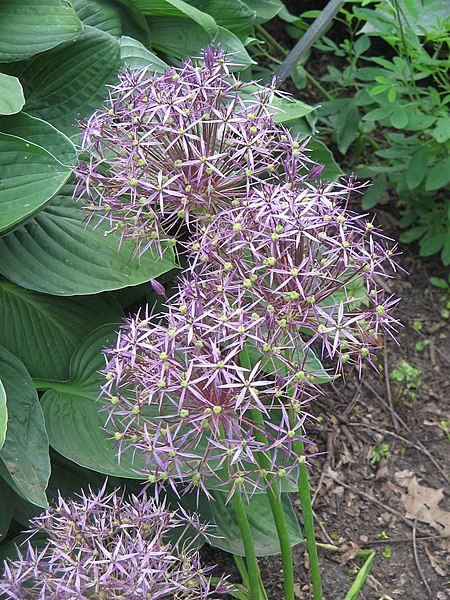 File:Allium cristophii01.jpg