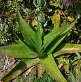 Aloe swynnertonii