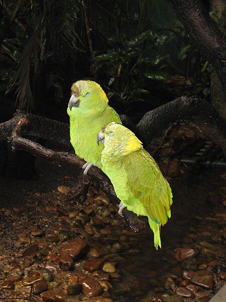 File:Amazon Parrot.jpg