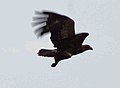 Tawny Eagle