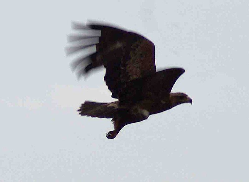 File:Aquila rapax rapax1.jpg