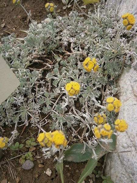 File:Artemisia glacialis 02.JPG