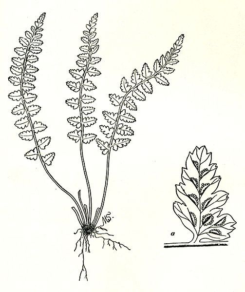 File:Asplenium bradleyi-Parsons.jpg