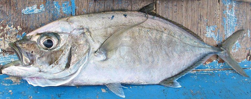 File:Barcheek trevally.jpg