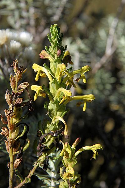 File:Bartsia decurva 01.jpg