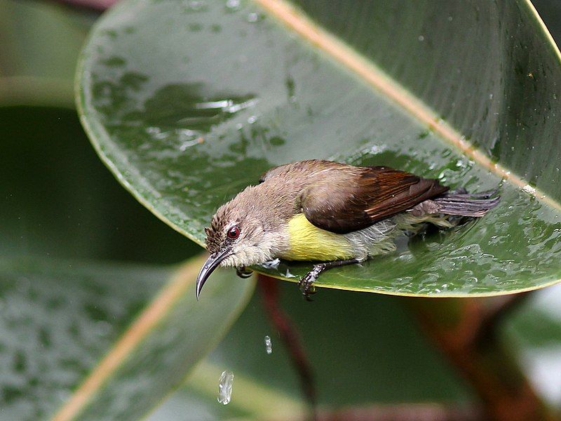 File:Bathing Purple-rumped Sunbird.jpg