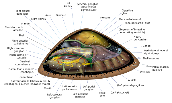 Anatomy of Bathyacmaea secunda