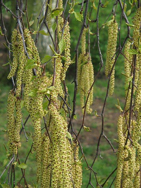 File:Betula male catkins.jpg