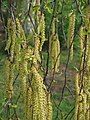 Betula pendula male catkins