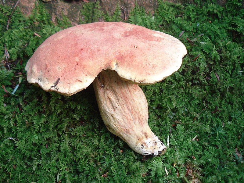 File:Boletus miniato-olivaceus 158624.jpg