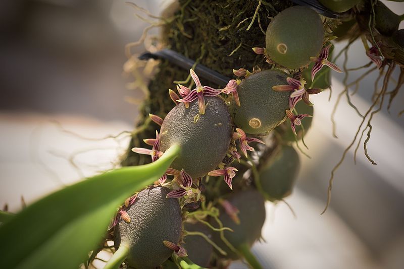 File:Bulbophyllum sp. (30774058404).jpg