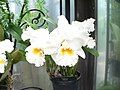 Cattleya grex albabetts