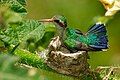 Glittering-bellied emerald