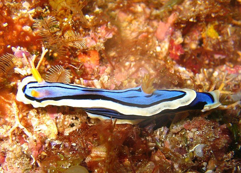 File:Chromodoris elisabethina.jpg