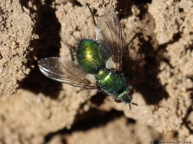 File:Chrysosomopsis aurata 01.JPG