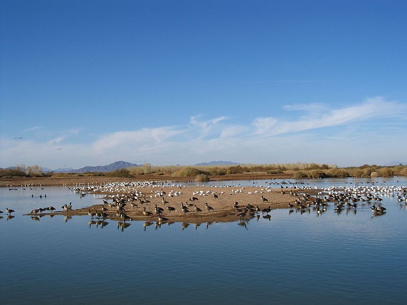 File:Cibola nwr waterfowl.jpg