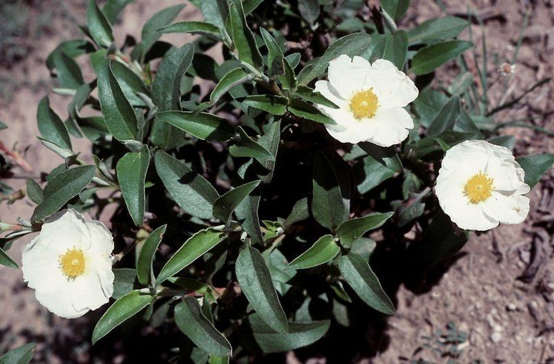 File:Cistus laurifolius2LEST.jpg