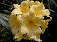 Clivia miniata